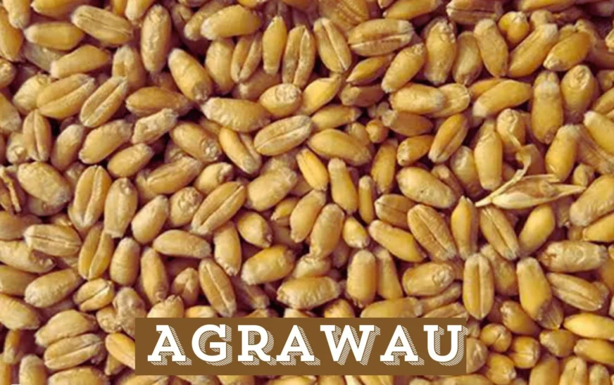 agrawau